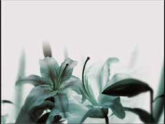 Paul Deng - Director of Photography